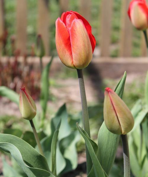 郁金香开花后怎么养护（郁金香花期养护技巧）