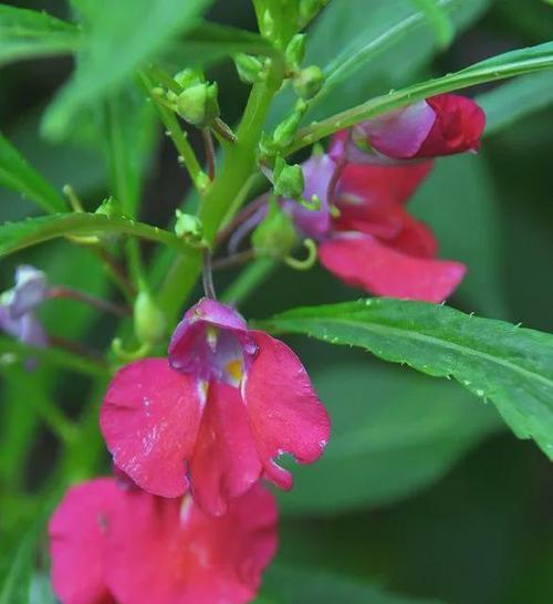 凤仙花如何养植（凤仙花的栽培技术要点）