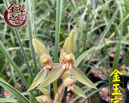 冬天种的花卉植物有哪些（适合冬天种植的花卉植物推荐）