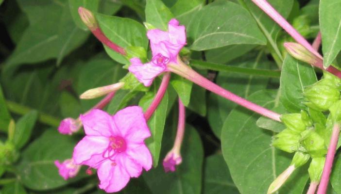 紫茉莉种子怎么种（紫茉莉种植方法讲解）