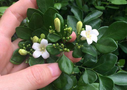 九里香花期多长时间开花（有关九里香的观赏季节）