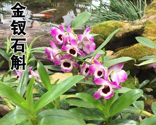 铁皮石斛怎么种（铁皮石斛种植技术与管理）