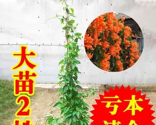 炮仗花小苗多久开花（炮仗花开花的时间）