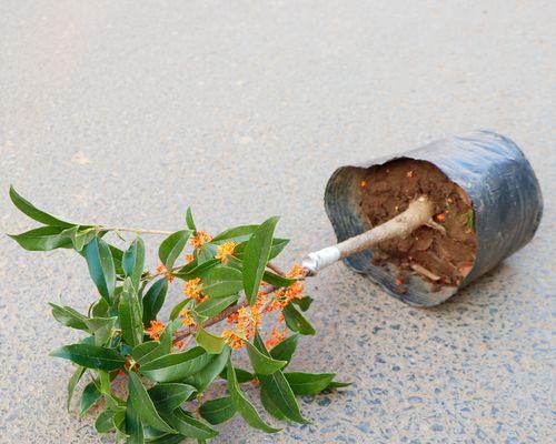 桂花用什么嫁接（桂花嫁接时间和方法）