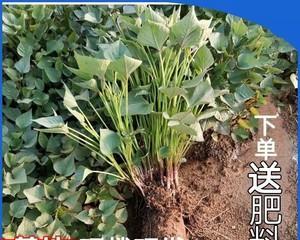 红薯如何种植高产（红薯高产栽培技术要点）