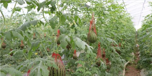 西瓜种植方法和技术（有关西瓜栽培新技术）