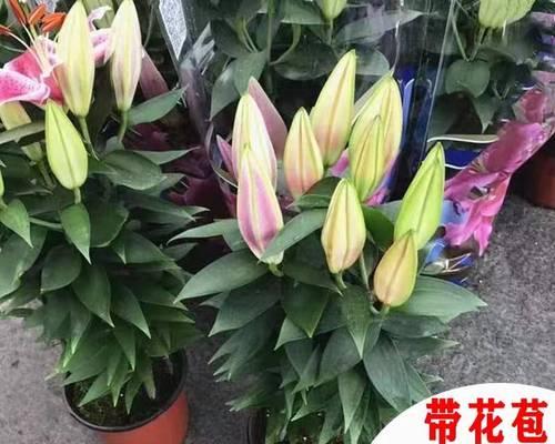 百合种球怎么繁殖（百合种球种植方法和注意事项）