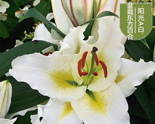 百合种球怎么繁殖（百合种球种植方法和注意事项）