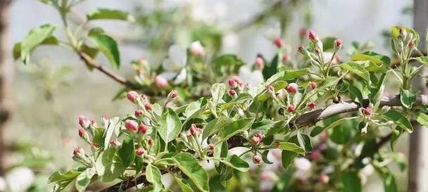 苹果树怎么修剪（苹果树的修剪时间和方法）