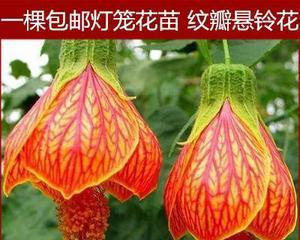 金铃花盆栽怎么养（金铃花的养殖方法和注意事项）