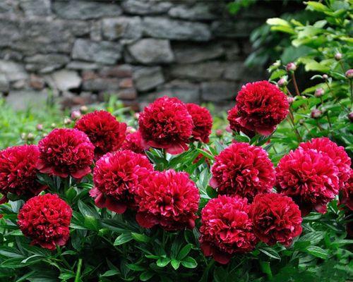 院子里养芍药花好吗（芍药养殖方法与注意事项）