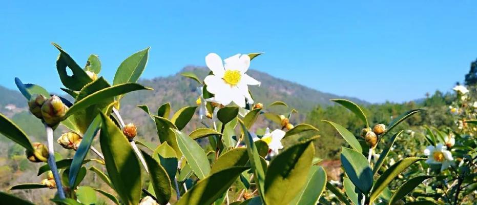 油茶树在什么地种植（油茶种植条件和区域）