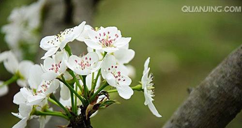 李子树怎么修剪枝条（李子树修剪技术图解）