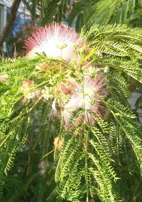 芙蓉树种子可以种植吗（芙蓉树的种植方法讲解）