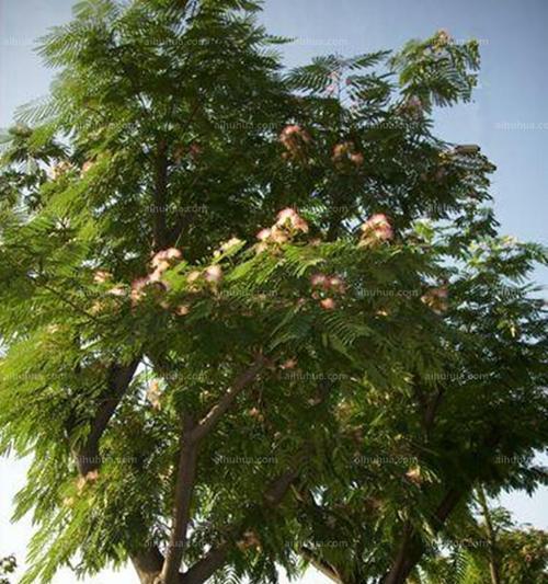 栾树是什么植物类型（栾树和栾树的区别）