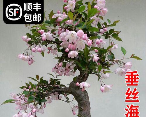 海棠盆花怎么养（海棠花盆栽养护方法）