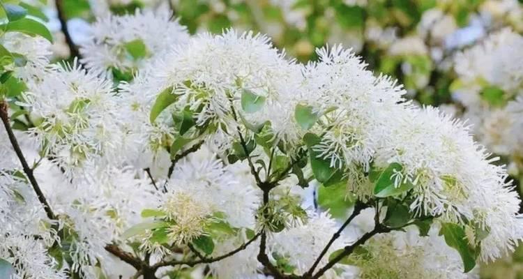 流苏树种怎么种（流苏树种植栽培技术要点）