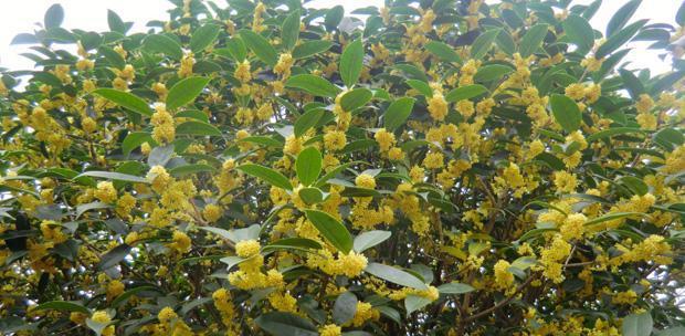 桂花树怎么栽才能活（桂花树种植方法与技巧）