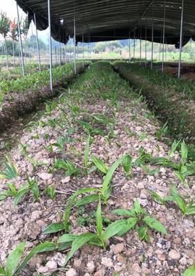 白兰花如何种植（白兰花的种植与养护）