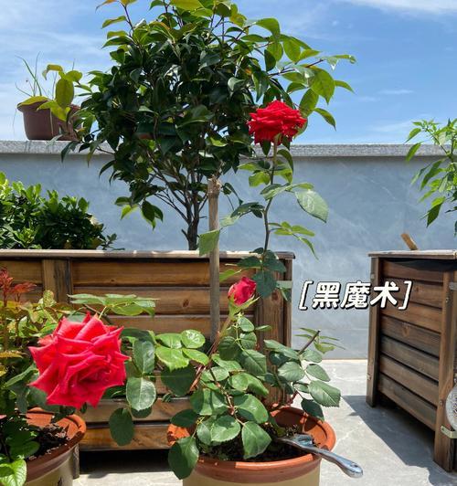 盆栽月季花冬天怎么养（了解月季花的种植方法）