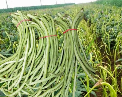 豆角用什么肥料产量高（豆角的种植方法及时间）