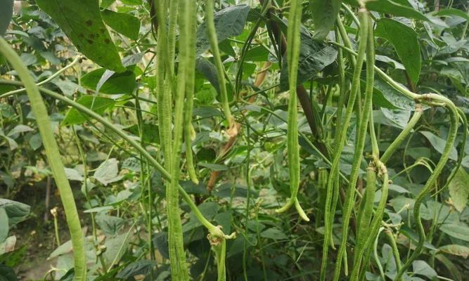 豆角用什么肥料产量高（豆角的种植方法及时间）