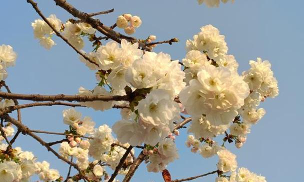 樱花的品种有哪些（常见樱花品种排名）