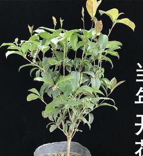 嫁接四季桂花树怎么养（关于四季桂的种植方法）