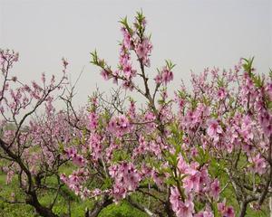 桃树怎么种植（桃树的种植方法和注意事项）