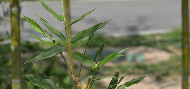 钢竹怎么种植（钢竹种植注意事项）