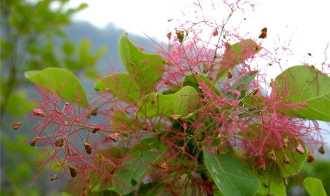 黄枫树种子怎样种植（黄枫树的种植与管理）