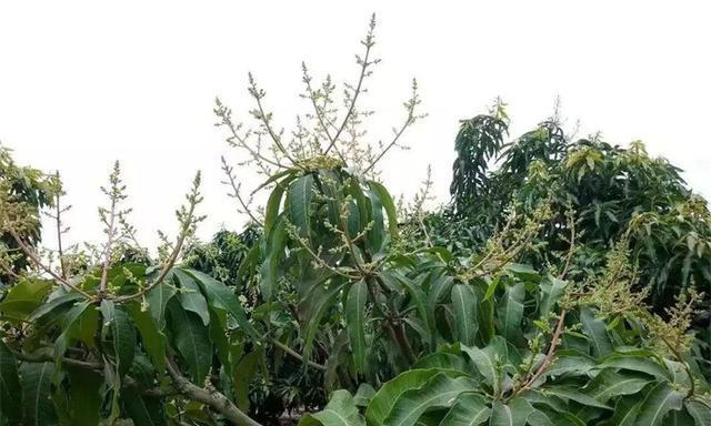 芒果的种子怎么种植（芒果树的栽培技术）