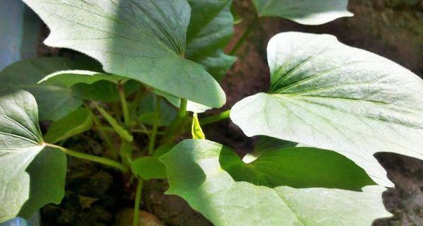 红薯怎样种植高产（红薯的栽培技术要点）