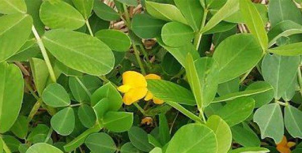 花生什么时候种植（花生种植时间及方法）