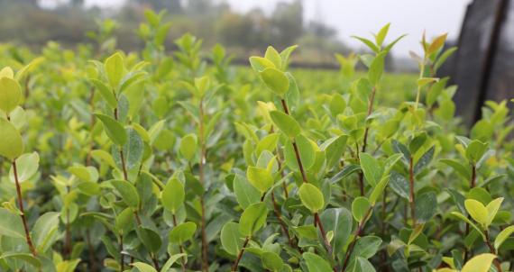 油茶树的种植栽培管理（了解油茶树的种植技术）