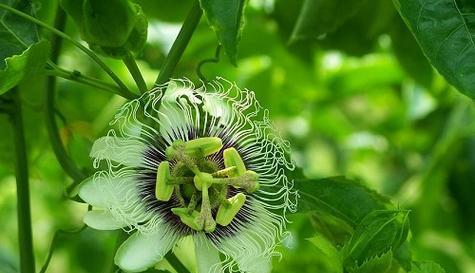 百香果栽种后多久挂果（百香果种植方法和技术要点）