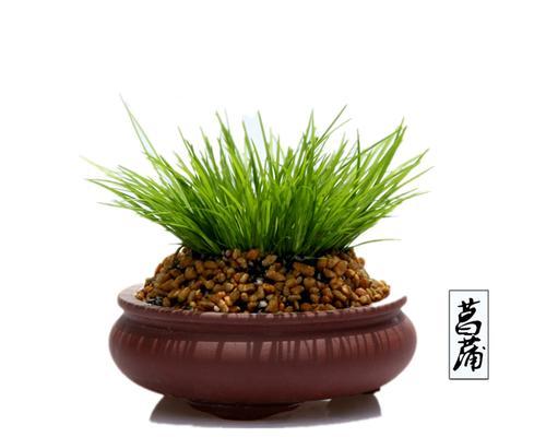 金钱菖蒲怎么养（详解金钱菖蒲养护知识）