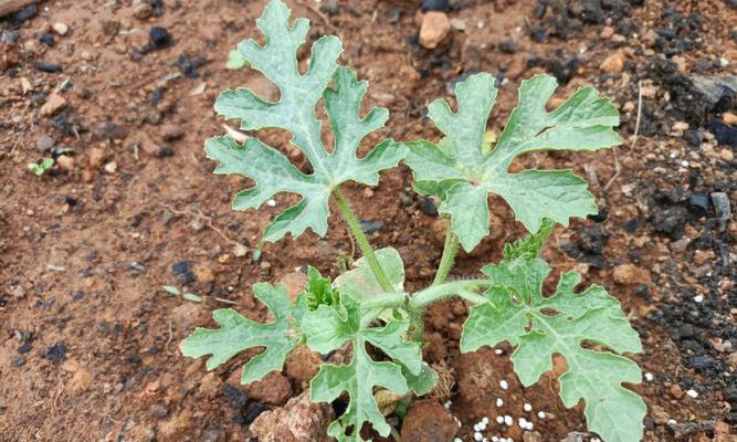 怎样种植西瓜（西瓜种植方法及步骤）