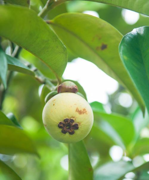 山竹种植条件是什么（山竹种植技术要点）