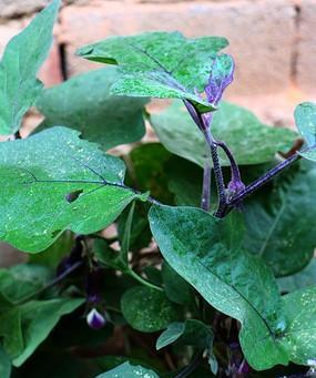 茄子怎么种植（茄子种植技术要点）