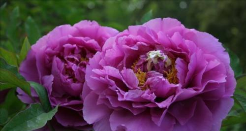 牡丹花什么季节开放（牡丹花的开放时间和季节）