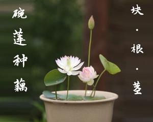 水培碗莲怎么样才能开花（水培碗莲的养殖方法）