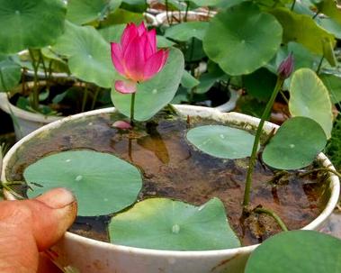 水培碗莲怎么样才能开花（水培碗莲的养殖方法）