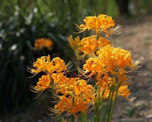 彼岸花种子怎么种植（彼岸花的栽培技术）