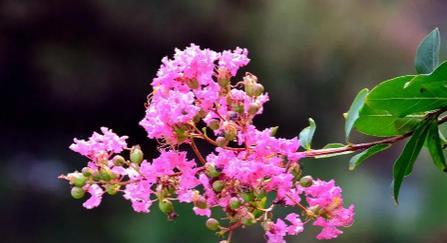 紫薇花什么季节开花（观赏紫薇花花期简介）