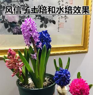 风信子怎样水培（风信子水培方法步骤）