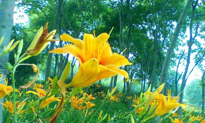 黄花菜什么季节种植（黄花菜种植时间和方法）