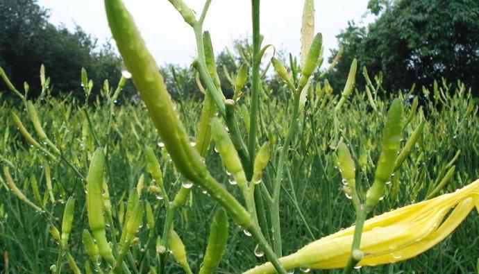 黄花菜什么季节种植（黄花菜种植时间和方法）