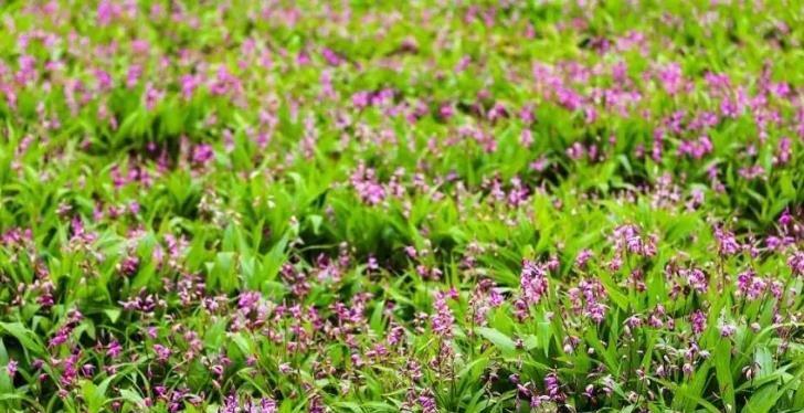 白兰花种植种子怎么种（白兰花的栽培技术要点）