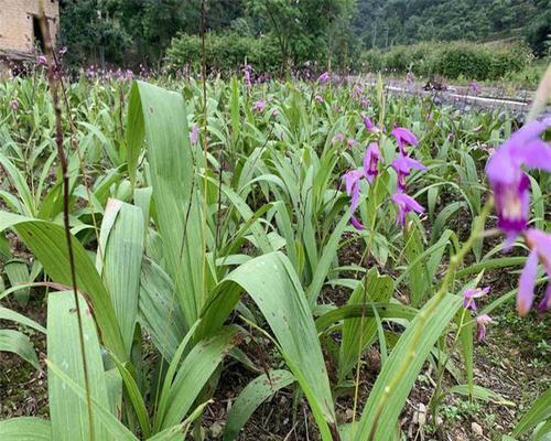 白兰花种植种子怎么种（白兰花的栽培技术要点）